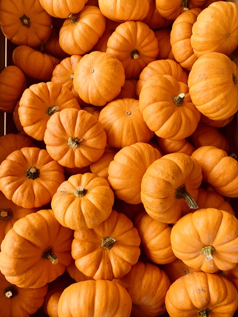 A collection of tiny bright pumpkins