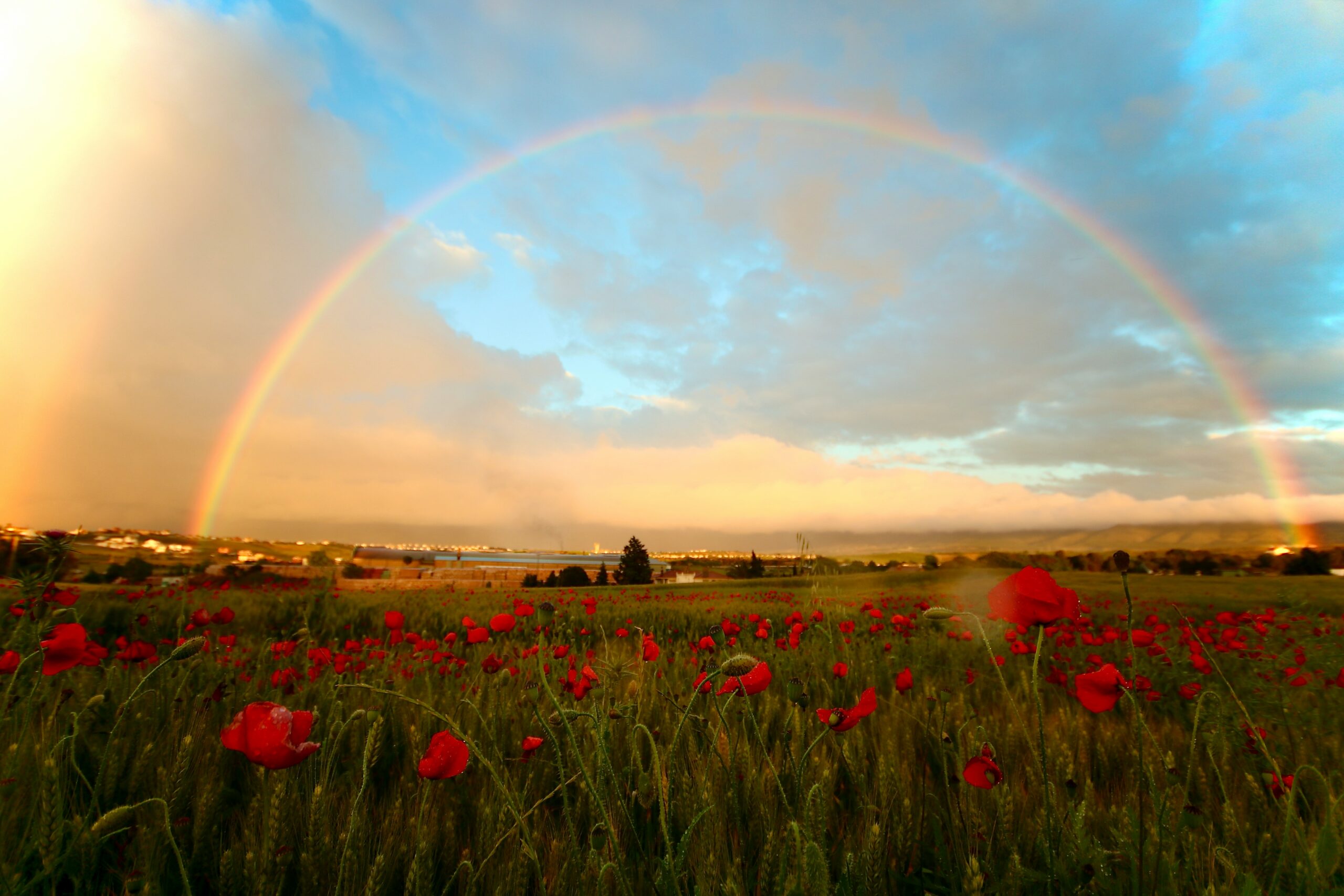 A Field (of War)