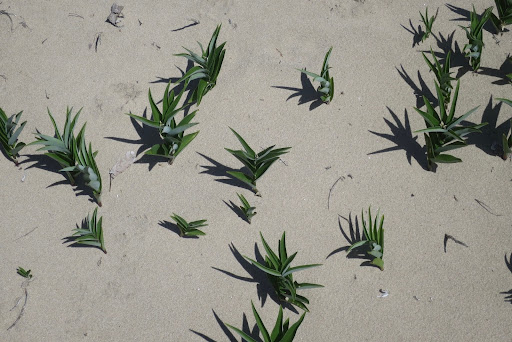 Roadrunner Blues: A Playlist for the Heat